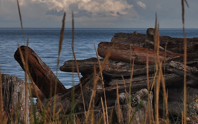 driftwood pile
